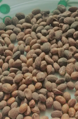 ghana seeds